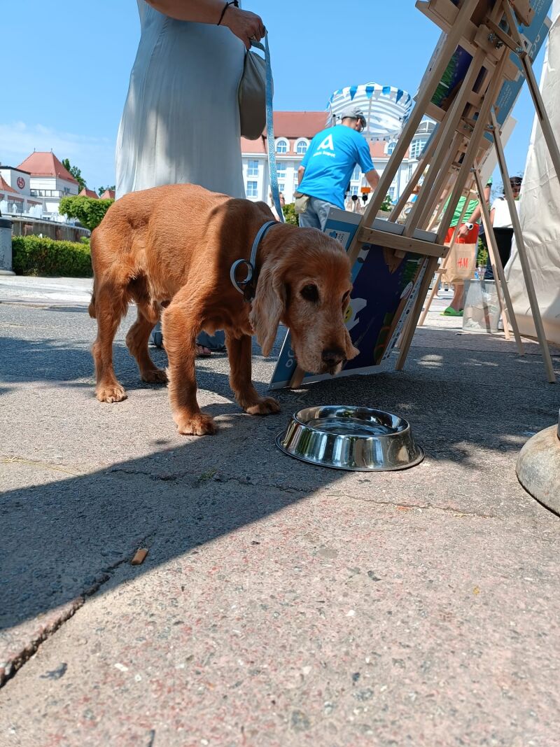 Zdjęcie 12: Sopockie Dni Kurortu